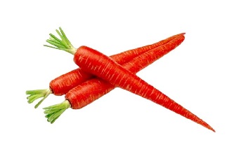 Carrot