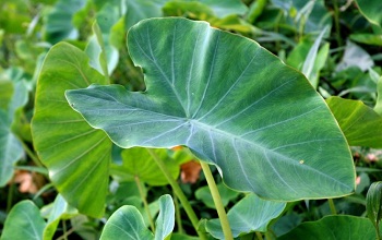 Colocasia leaves (Taro leaves)