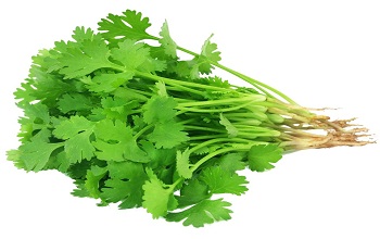 Coriander Leaf