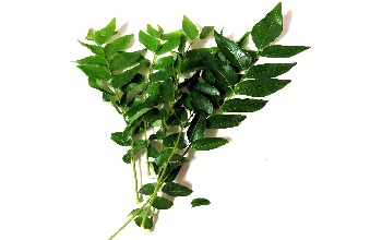 Curry Leaf