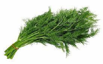 Fennel or Dill