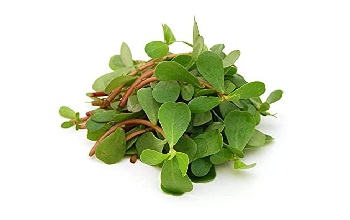 Purslane