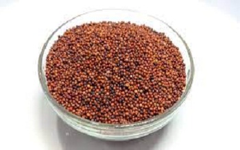 Finger Millet