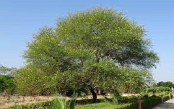 Babul, Indian Gum Arabic Tree