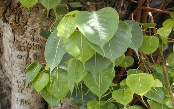 Bodhi Tree