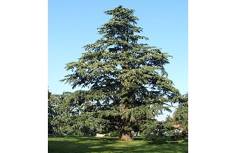 Cedrus Deodara, Himalayan Cedar Tree