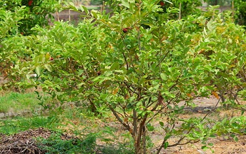 Guava Tree