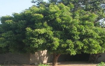 Nim Or Margosa Tree