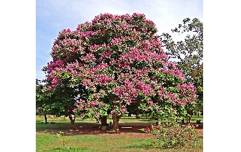 Queen’s Crepe Myrtle