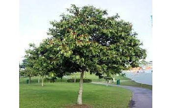 Saraca Asoca Tree