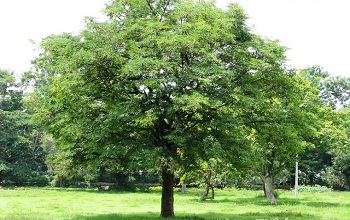 Tamarind Tree