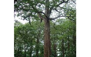 Teak, Indian Oak Tree