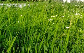 GREEN FORAGE or green fodder