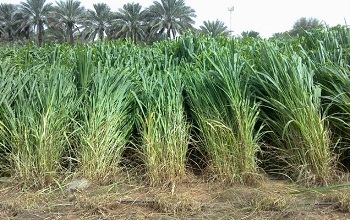 Guinea grass