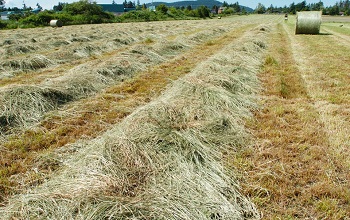 HAYLAGE or dry feed