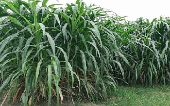 Napier or Elephant Grass