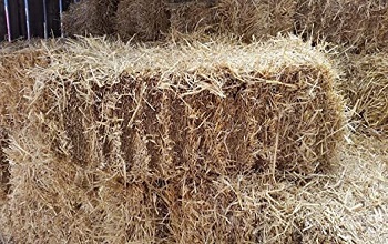 barley straw