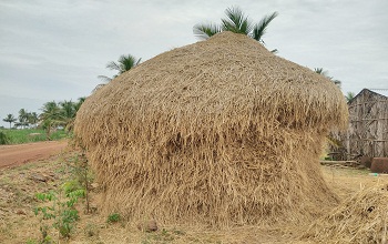 paddy straw