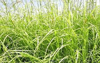 rhodes grass