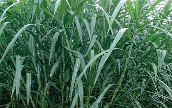 sudan grass