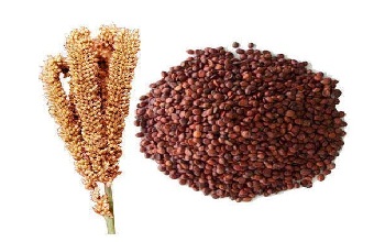 Finger millet