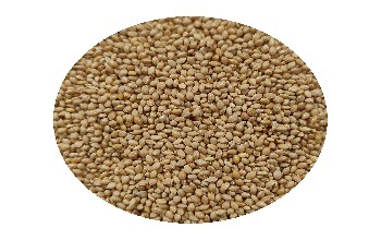 Foxtail millet