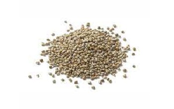 Pearl millet