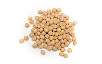 Soyabean