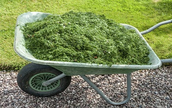 Grass Clippings