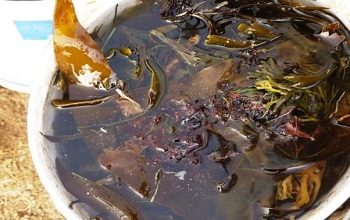 Liquid Kelp Fertilizer