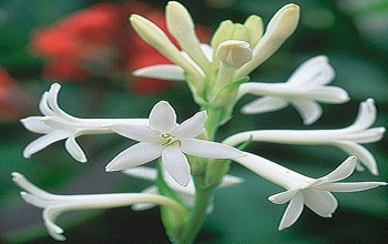 Mexican Tuberose