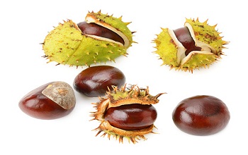 Chestnut