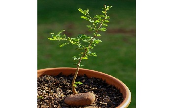 Acacia Tree