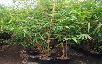 Bamboo Tree