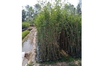 Dalbergia Sissoo, Sheesham Tree