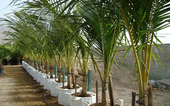 Jaggery Palm, Wine Palm Tree