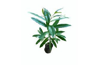 Java Palm, Indian Allspice Tree