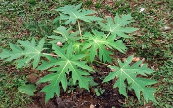 Papaya Tree