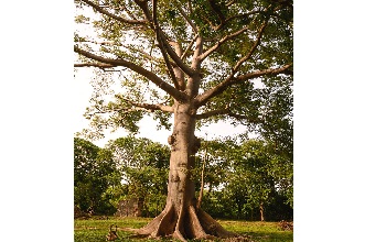 Red Silk Cotton Tree