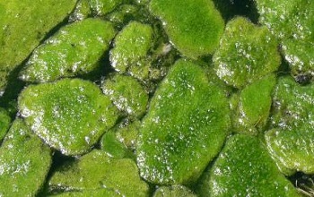 Algicides or algaecides